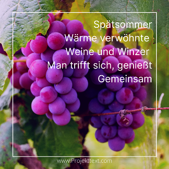 Reife Trauben hängen prall der Rebe. Nicole Isermanns Elfchen beschreibt das bevorstehende Wein- und Winzerfest Lichtenrade, das immer am zweiten Wochenende im September in Berlin am Dorfteich Lichtenrade stattfindet.