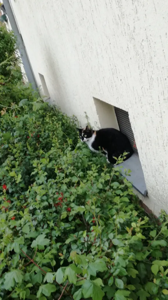 12 von 12: Eine uns unbekannte Katze aus der Nachbarschaft sitzt am Kellerfenster.