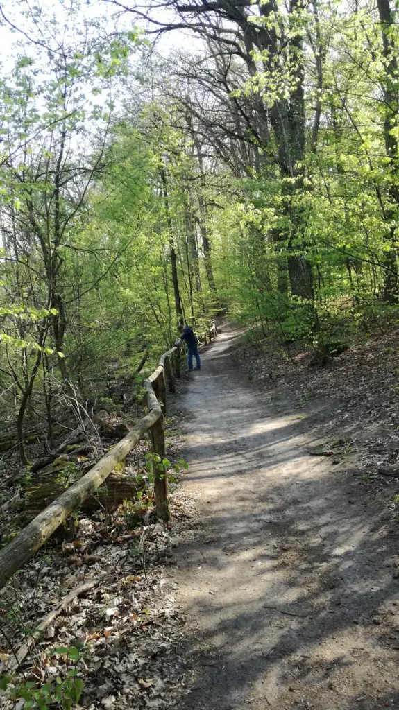 1 von 12 mein Ausflug in Bildern: Der Unser Weg hinein in den Wald. Offizielle Wege sind von den Naturbrachen abgegrenzt.
