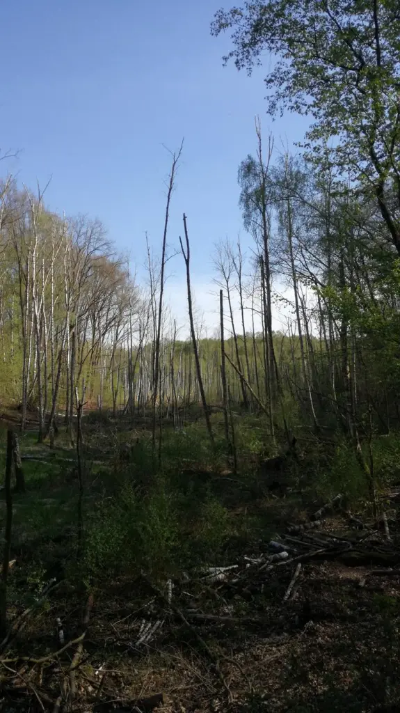 2 von 12 mein Ausflug in Bildern: Totholz im Grunewald - so plötzlich, dass es fast ein gespenstisch zeigt sich der Anblick in Forst für 12 von 12 in Bildern im Mai 2021.!