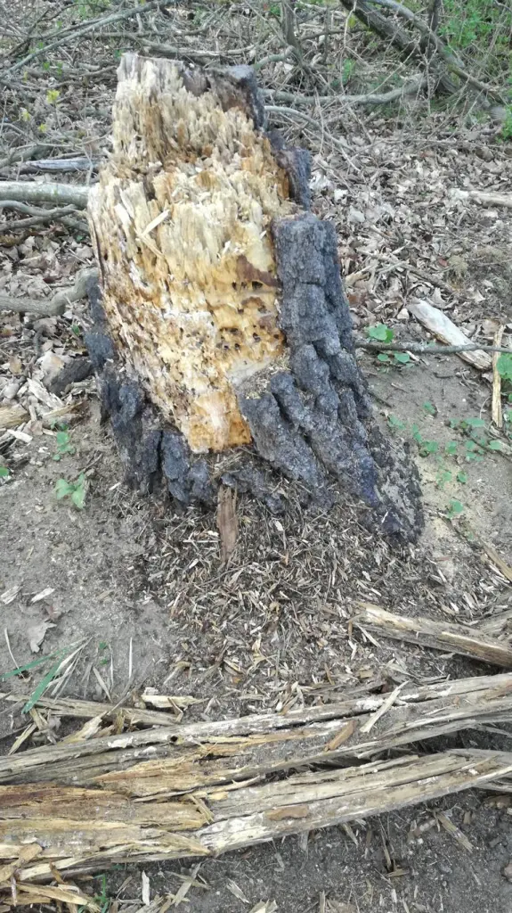 4 von 12 mein Ausflug in Bildern im Mai 2021: Faszinierend! Gleich neben einer belebten Laubenkolonie entsteht dieser Ameisenhügel.