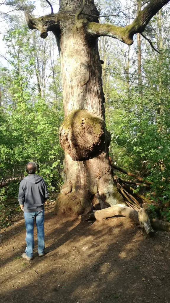 5 von 12 mein Ausflug in Bildern im Mai 2021: Mein Lieblingsbaum im Grunewald! Hexenwerk, was ihn so aussehen lassen konnte!