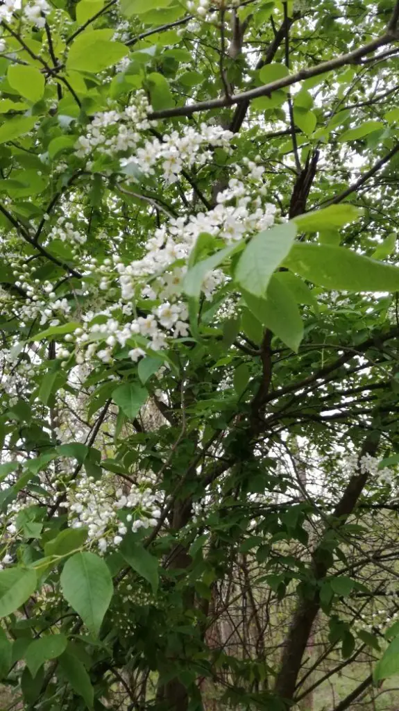 7 von 12 mein Ausflug in Bildern: Dieses Bild zeigt einen blühenden Busch, von dem keiner weiß, wie er heißt. Ein Flieder ist es nicht.