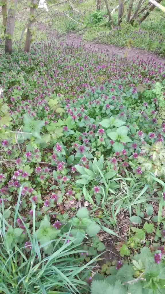 6 von 12 mein Ausflug in Bildern: Das Bild zeigt eine blühende Wiese, wie sie den Teufelsberg jetzt säumt.
