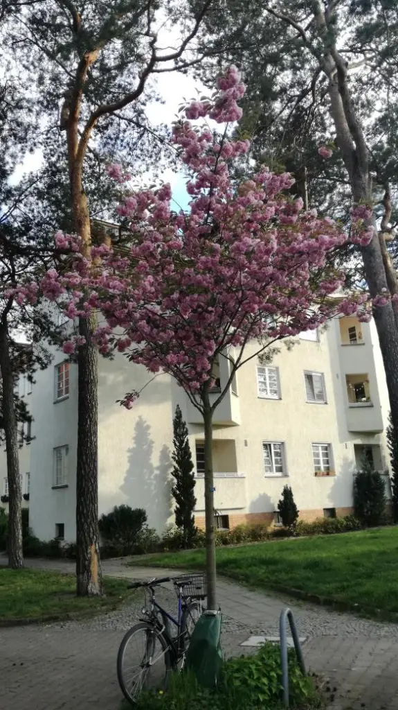 9 von 12: Insgesamt sind es 8 Zierkirschbäume, die wir in die Westendallee gepflanzt haben.