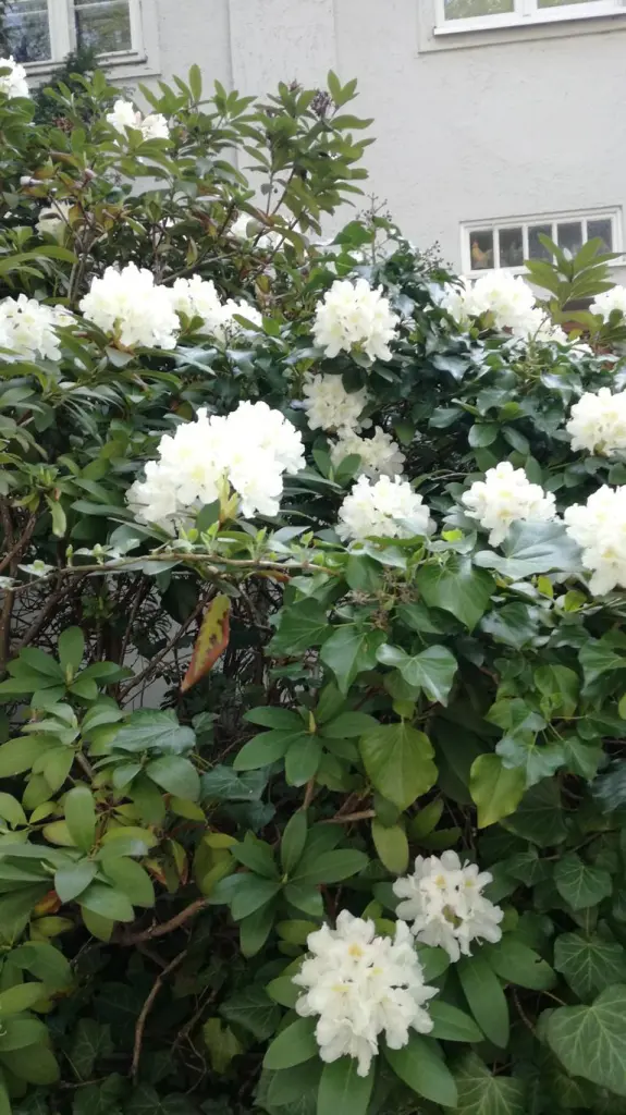 10 von 12 mein Ausflug in Bildern: Der Rhododendron blüht in der Westendallee - eine wirkliche Augenweide für 12 von 12 mein Ausflug in Bildern im Mai 2021.