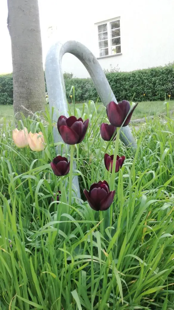 12 von 12: Die Baumscheibe in der Westendallee darf sich freuen: Hier blühen schwarze Tulpen.