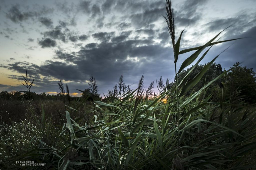Frank Giebel fühlt sich der Naturfotografie verbunden: Dieses Bild zeigt die Felder zwischen Lichtenrade und Marienfelde
