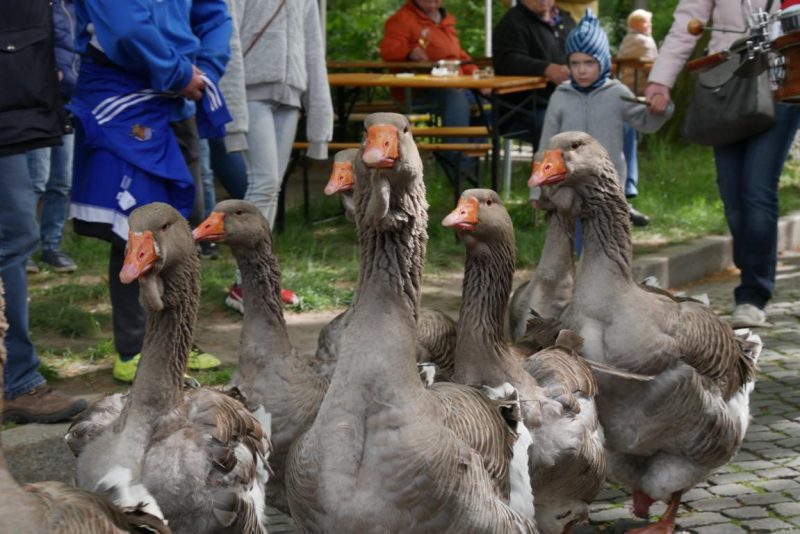 Was ist der Unterschied zwischen Volksfest, Straßenfest und Weinmarkt? Dieser Frage wird hier auf den Grund gegangen.