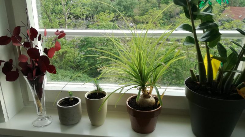Weihnachtsbaumaspiranten als Fensterhocker