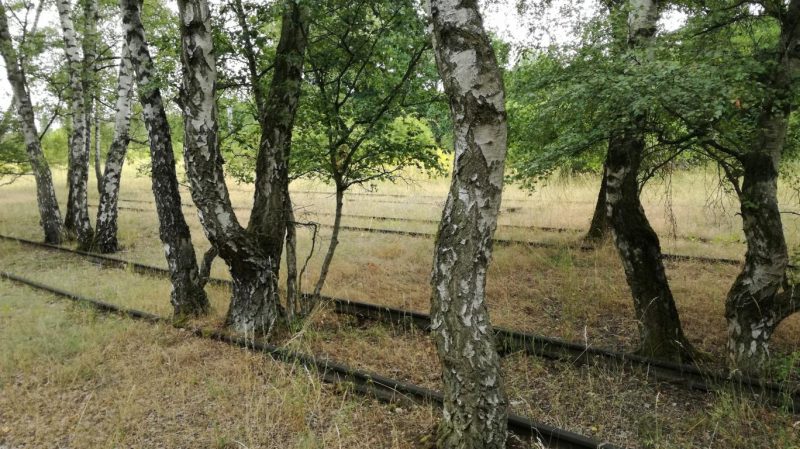 Monatsrückblick Juli 2022: Gedanken über die Zukunft meiner Eventorganisation. Auf dem Bild zu sehen ist Naturpark Südgelände mit dicken Birken zwischen den Schienen. Das ist schon eindrucksvoll!