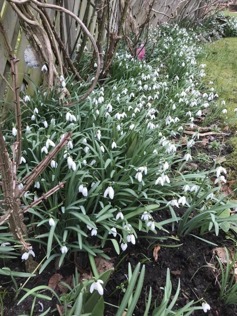 So viele Schneeglöckchen im Garten von Sommerkeramik! Wie prachtvoll dieses frische Weiß im Grün ist!