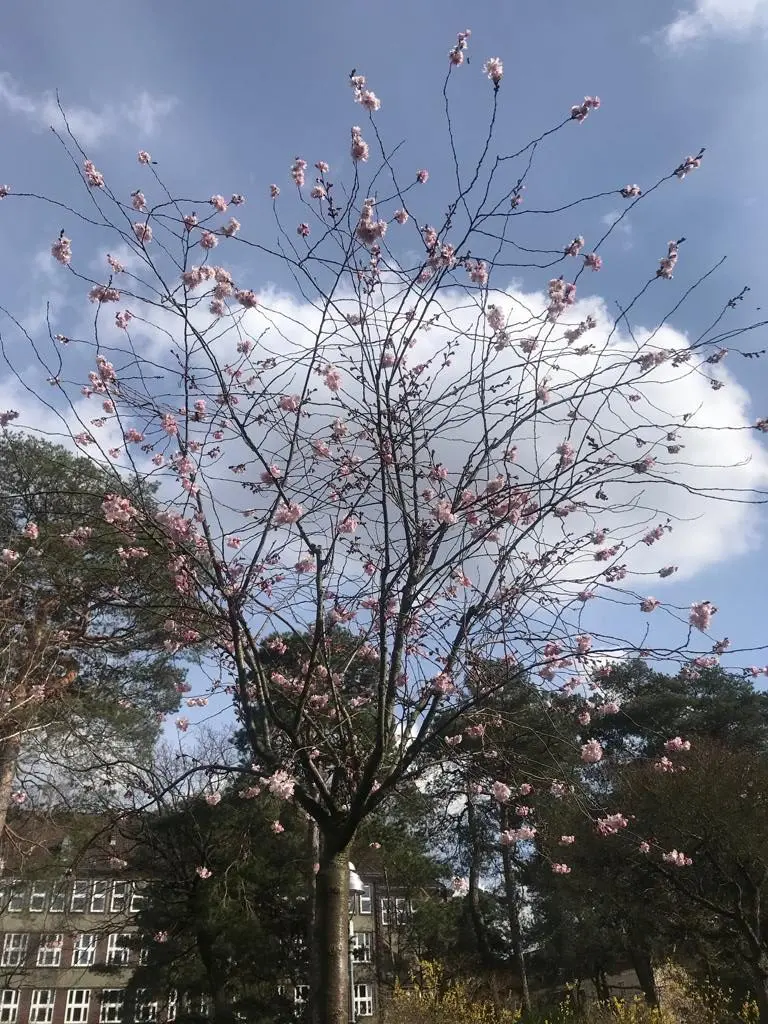 Heute ist mir nach Frühling. Die Sonne scheint. Und der Kirschbaum blüht. Herrlich!