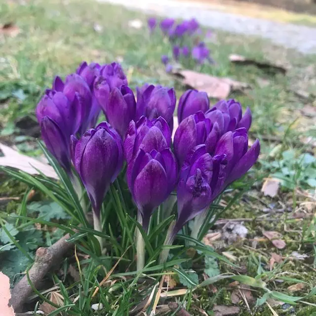 Meine 12von12 im März 2024: Oh, du Fröhliche! Auf zum Spaziergang. Krokusse in dunklem Lila liegen am Wegesrand.