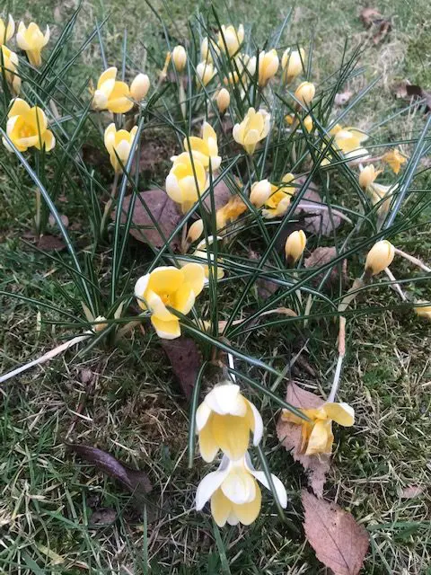 Mir ist nach Frühling! So läute ich heute meine 12 von 12 im März 2024 ein. Blassgelbe Krokusse stellen sich mir in den Weg, als ich das Haus verlasse.