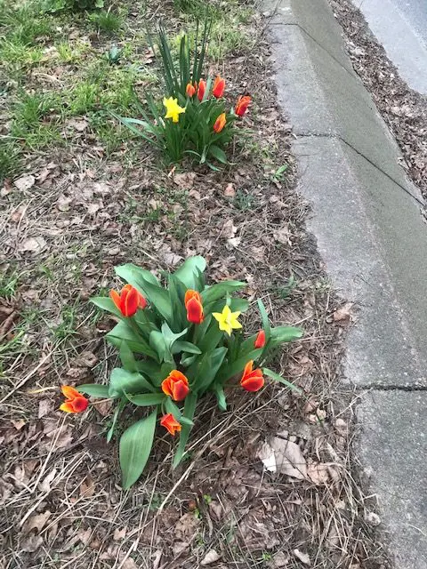Rote Tulpen und Narzissen säumen den erhöhten Mittelstreifen in der Reichsstraße - ein Kleinod an Blumen und Blüten nach dem anderen.
