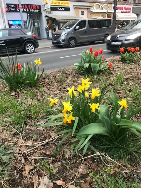 Autos rauschen vorbei an den roten Tulpen und Narzissen auf dem erhöhten Mittelstreifen auf der Reichsstraße in Berlin. Ob die Fahrer auch einen Blick für diese Stadtschönheiten haben?