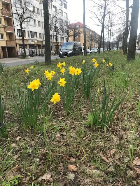 Meine 12von12 im März 2024: Narzissen stehen auf dem erhöhten Mittelstreifen in der Reichsstraße von Berlin-Charlottenburg.
