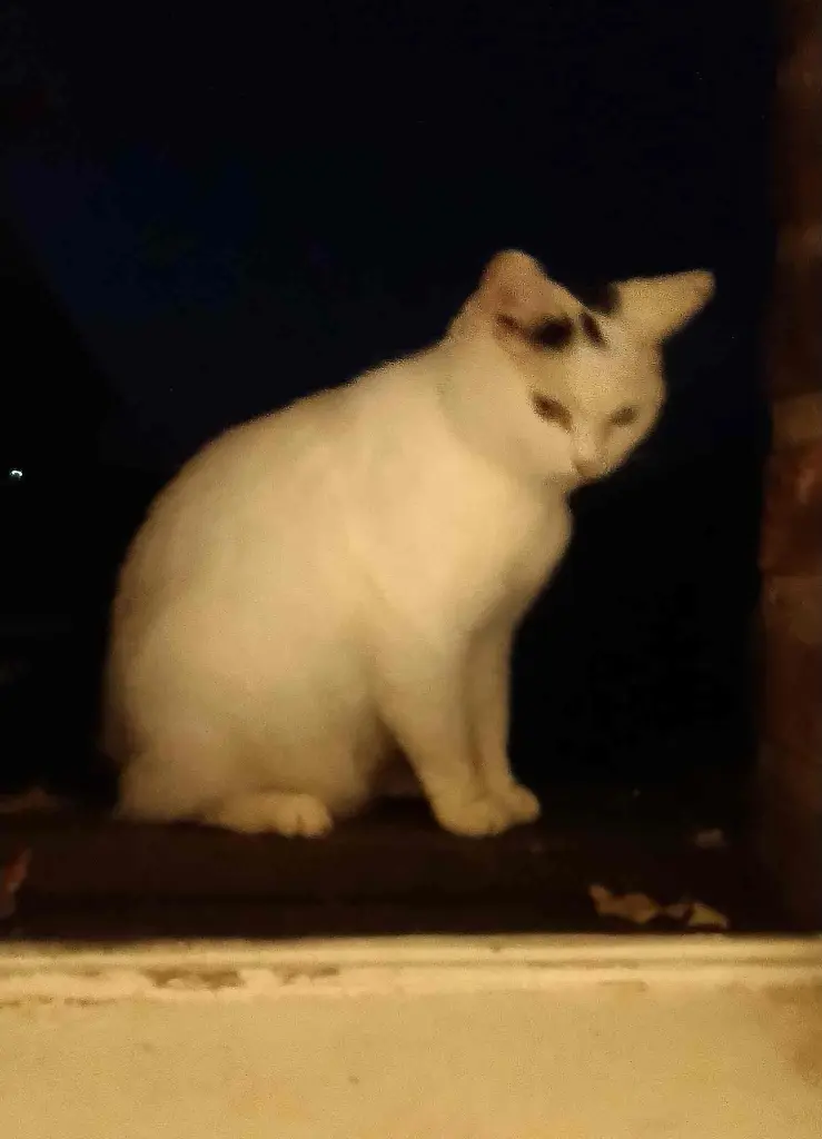 Jandees Katzen spielen verrückt. Es ist wegen Pirnzessin Seidenohr, der Katzendame.