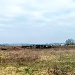 Der heutige 12. März 2024 ist lebendig. Auf der Weide stehen die Kühe - kaum zu überhören, so laut ist ihr Gebrüll.
