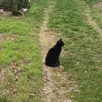 Puma sitzt im Gras. Fast scheint es, als warte er auf etwas Neues - Aufregendes!