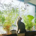 Tiger sitzt am Fenster. Er hat Wundersames entdeckt und folgt - was auch immer - mit Blicken.