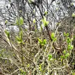 Jandees erster Blick nach draußen am heutigen Morgen: Es wird Frühling. Und der Flieder bildet Knospen. Wie aufregend!