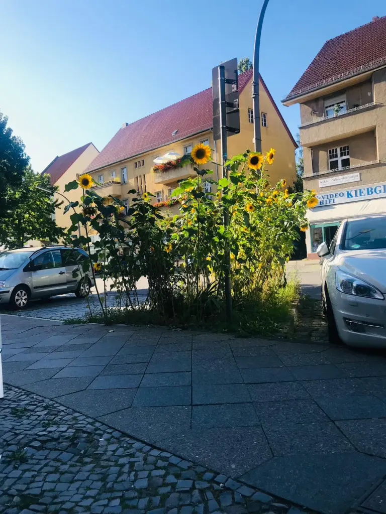 Sonnenblumen begrünen einen der Baumscheiben in der Bahnhofstraße. Meine 12von12 beschreiben diese für Lichtenrade so wichtige Einkaufsstraße.