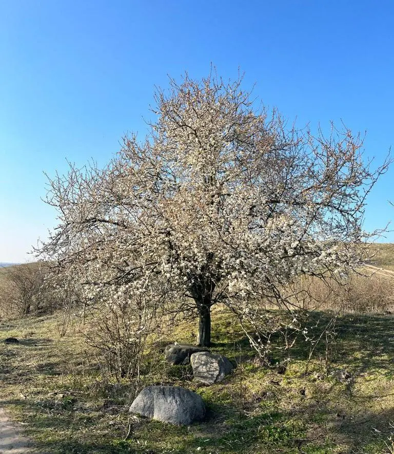Auf dem Rückweg überrascht uns ein blühender Baum - eine Wildkirsche höchstwahrscheinlich